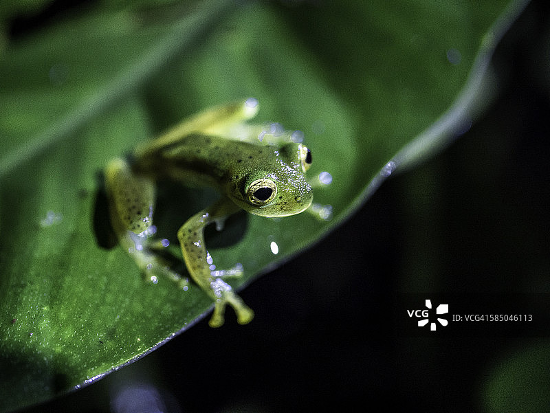 哥斯达黎加翡翠玻璃蛙特写图片素材