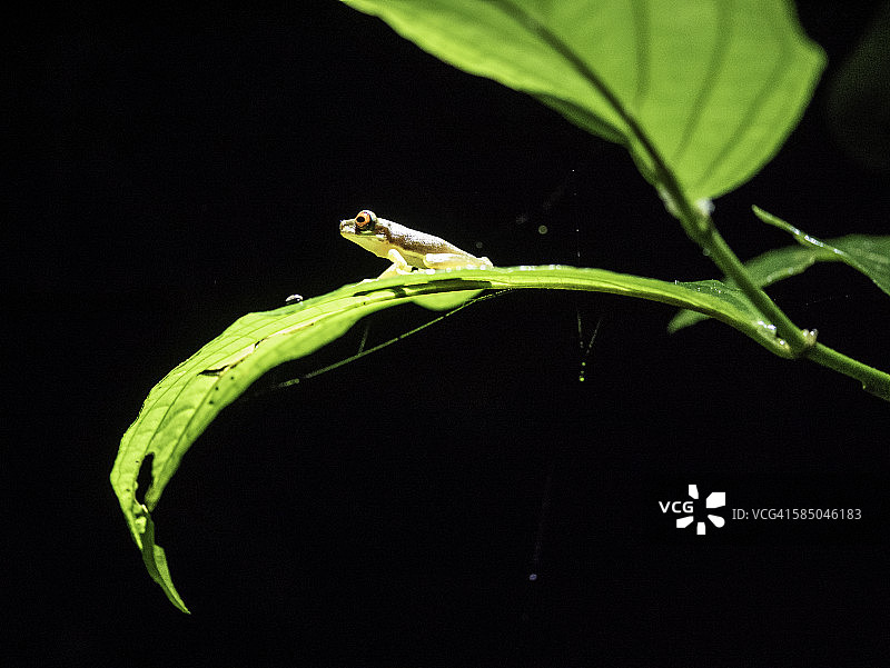 哥斯达黎加的翡翠玻璃蛙图片素材