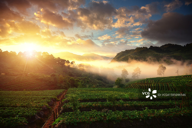 泰国清迈安康山草莓园美丽的日出和薄雾图片素材