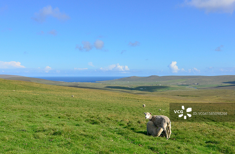 绿色沼泽的生物图片素材