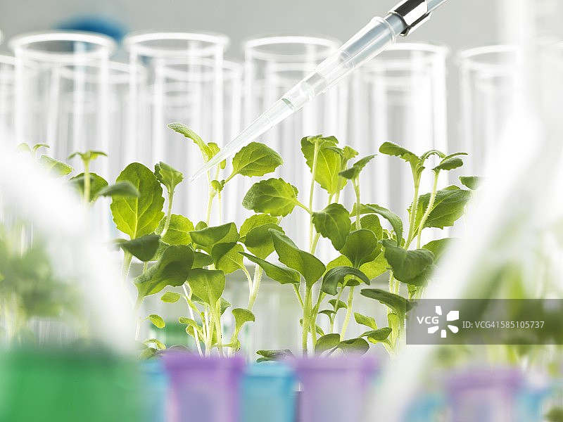 植物生物技术图片素材