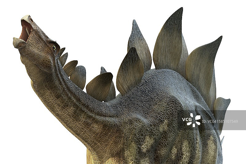 剑龙恐龙插画图片素材