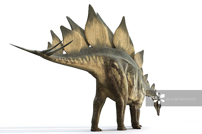 剑龙恐龙插画图片素材