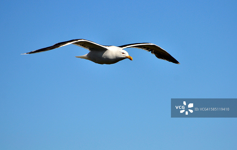 黑背鸥图片素材