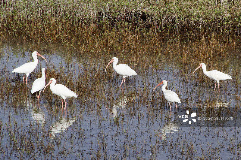 白鹮群图片素材