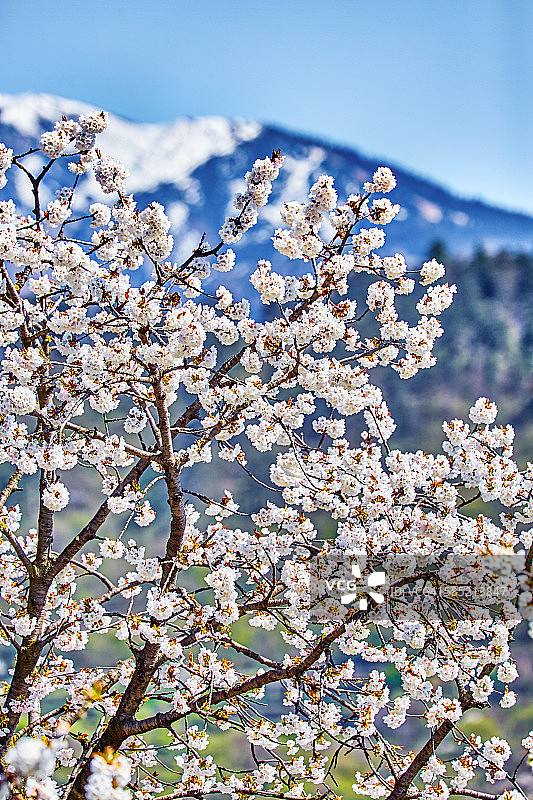 鲜花盛开的果树图片素材