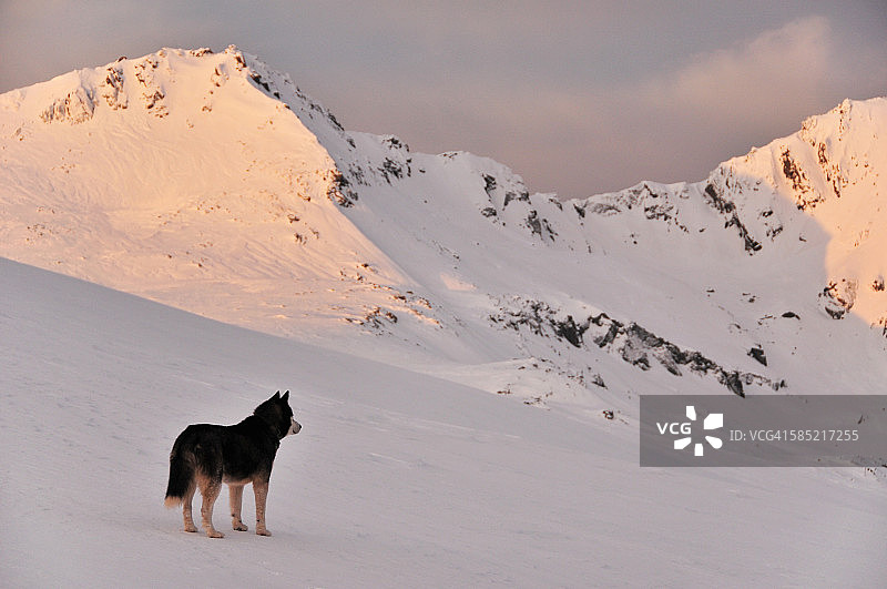 日出时分雪山上的哈士奇犬图片素材