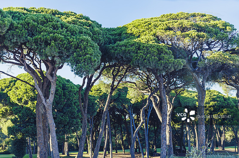 法国南部芒德柳的海事松树公园图片素材