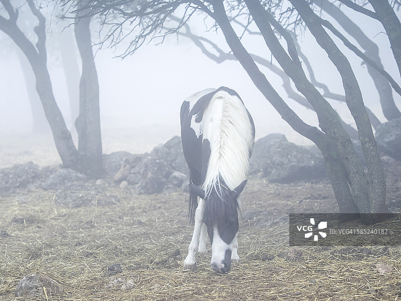 马在森林里吃东西图片素材