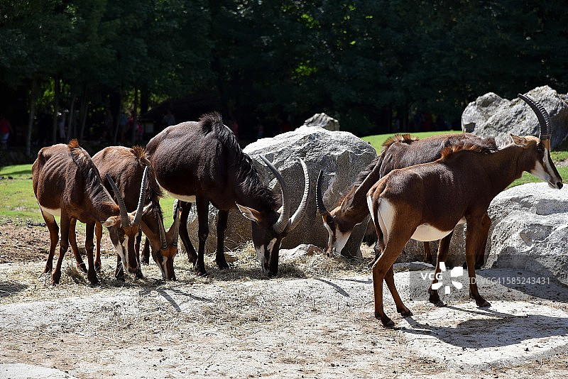 黑貂羚羊图片素材