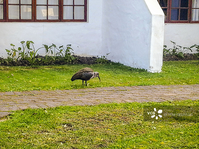 尼斯纳图片素材