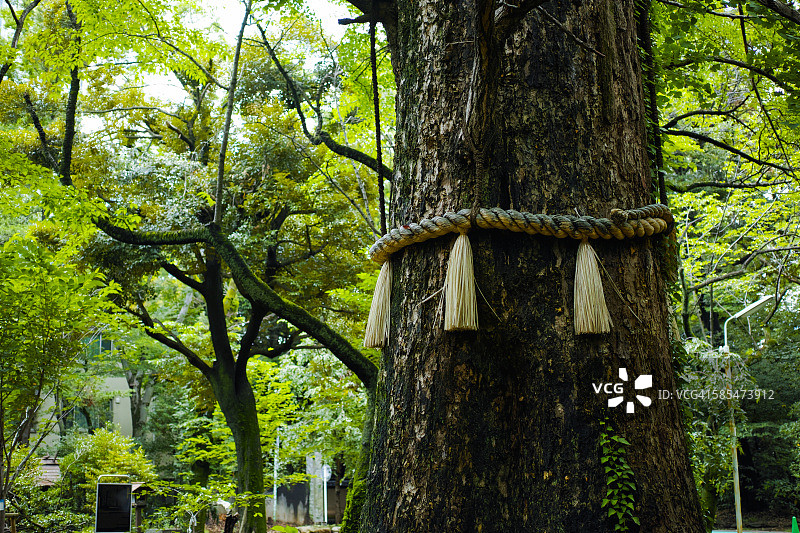 神圣之树图片素材