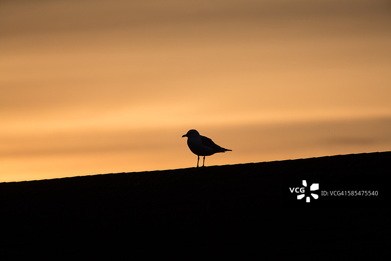 日落时屋顶上的海鸥剪影图片素材