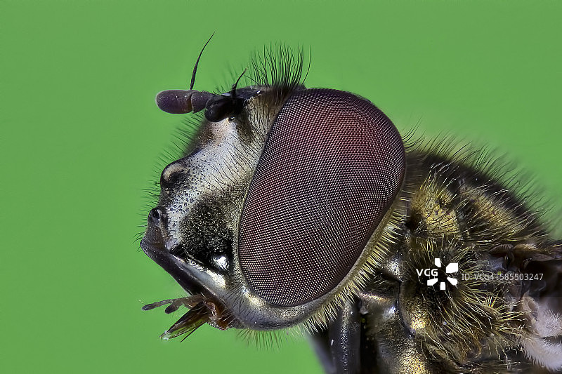 苍蝇头部图片素材