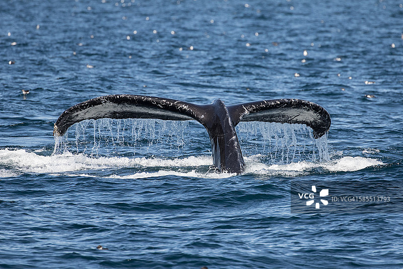 比目鱼前进图片素材