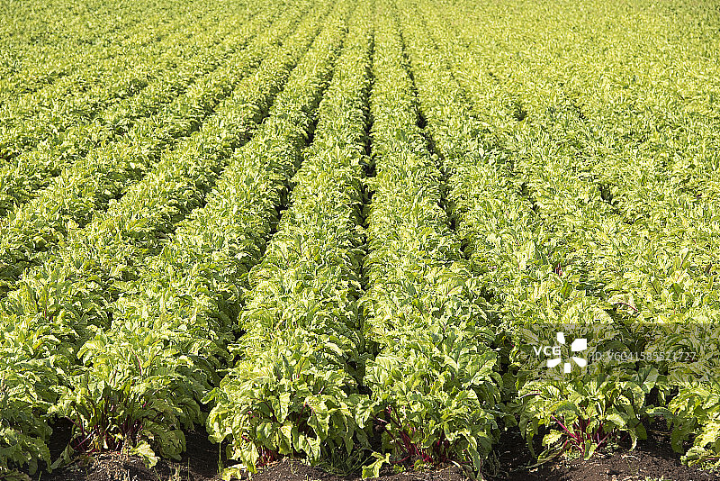 成排的瑞士甜菜图片素材