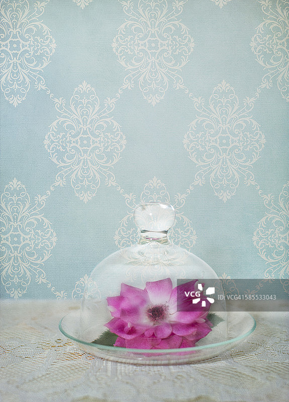 玻璃罩里的野生粉红玫瑰图片素材