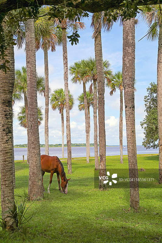 自由漫步图片素材