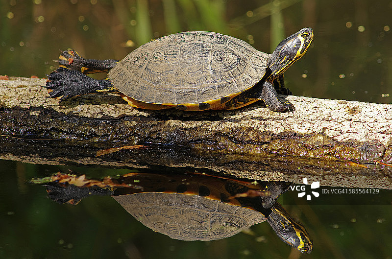 黄腹泥龟[Trachemys scripta scripta图片素材