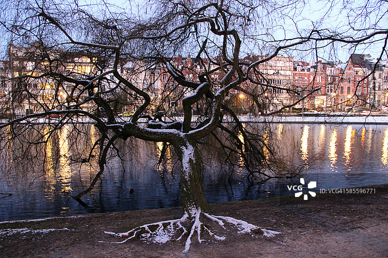 冬季的垂柳树，比利时布鲁塞尔图片素材