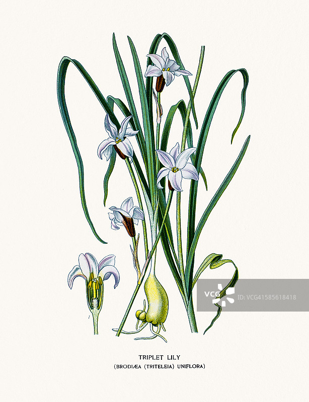 三胞胎百合花图片素材