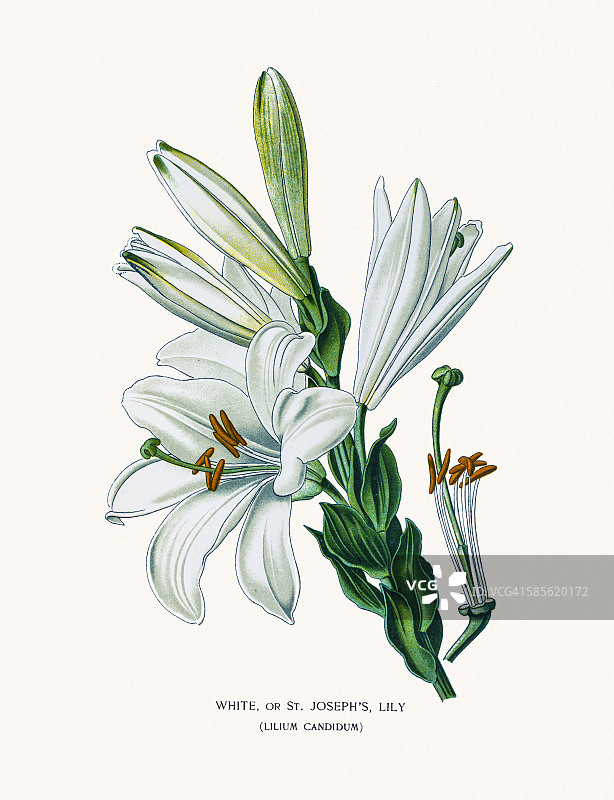 圣母百合或白色百合图片素材