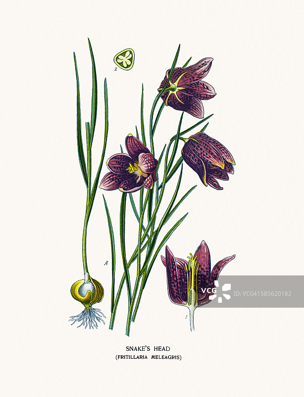 蛇头贝母图片素材