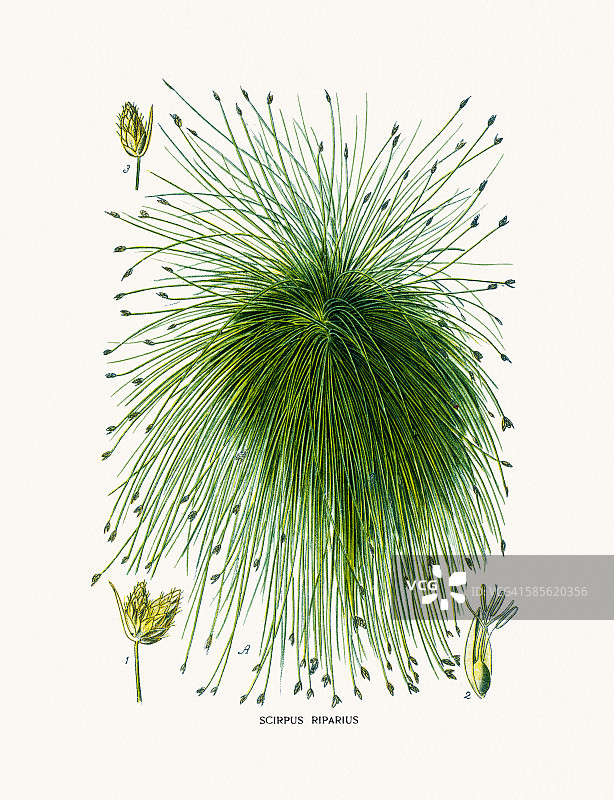 纸莎草盆栽图片素材