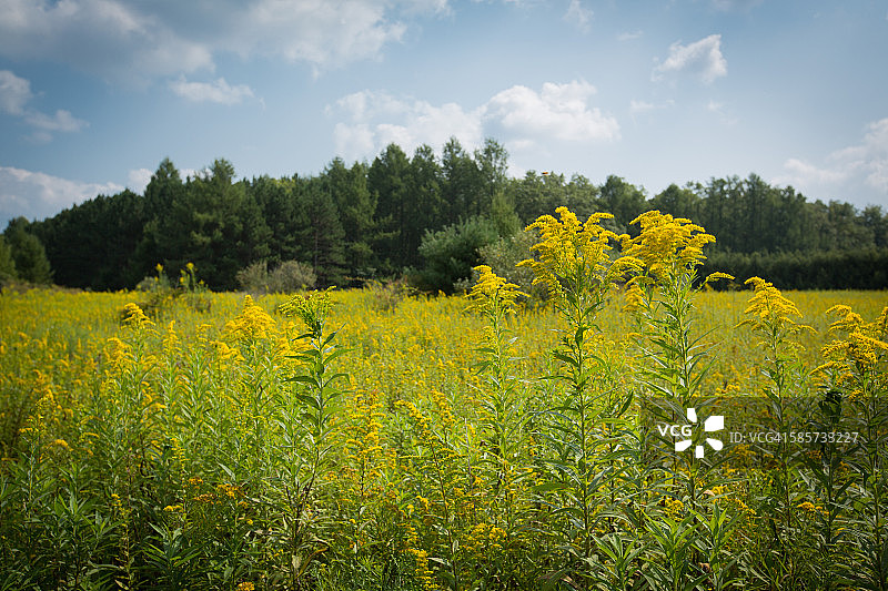 草甸上的黄色野花图片素材