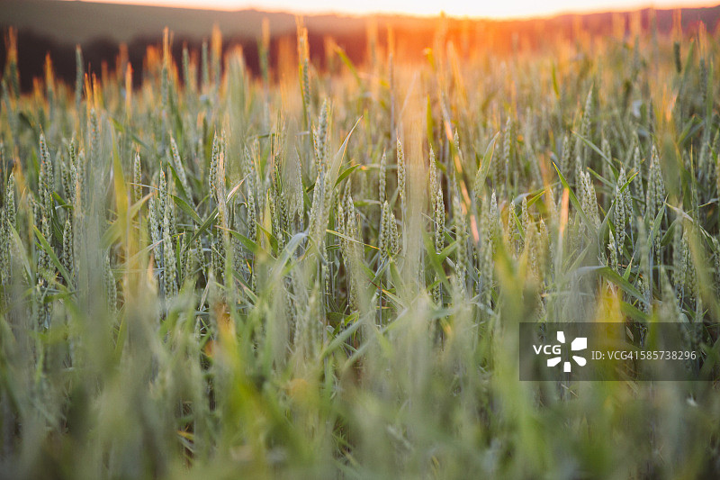 日落时分的绿色麦田图片素材