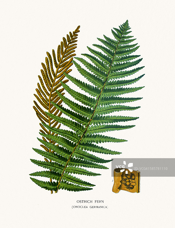 鸵鸟蕨图片素材