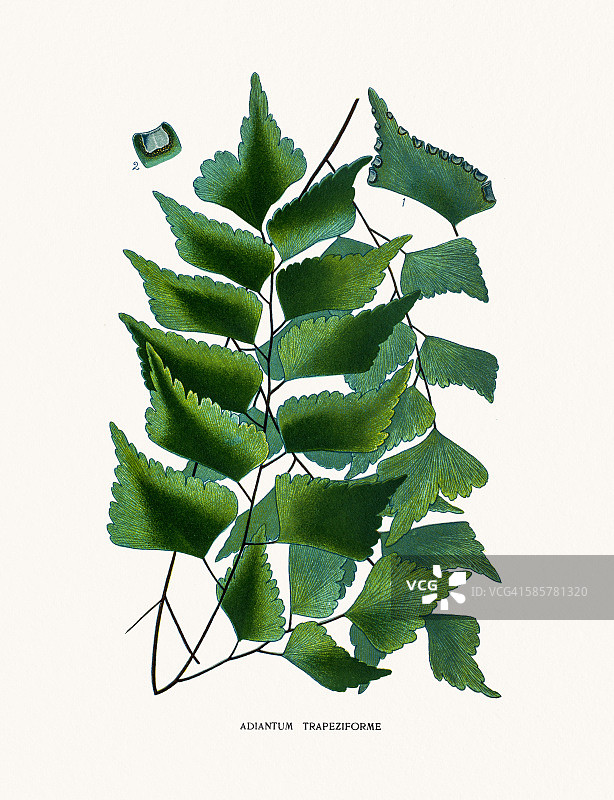 大型铁线蕨图片素材