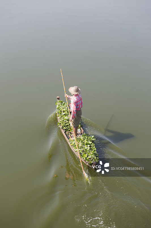 在缅甸曼德勒地区阿马拉布拉的东塔曼湖，男子收集凤眼莲图片素材