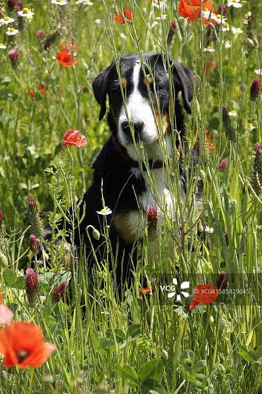 花丛中的雌性伯恩山犬图片素材