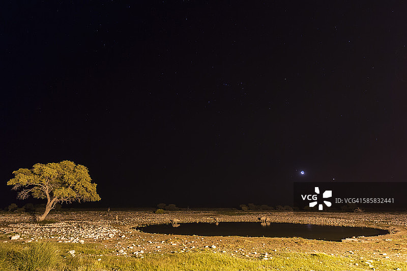 纳米比亚埃托沙国家公园：夜晚奥卡夸约水塘边的非洲黑犀牛图片素材
