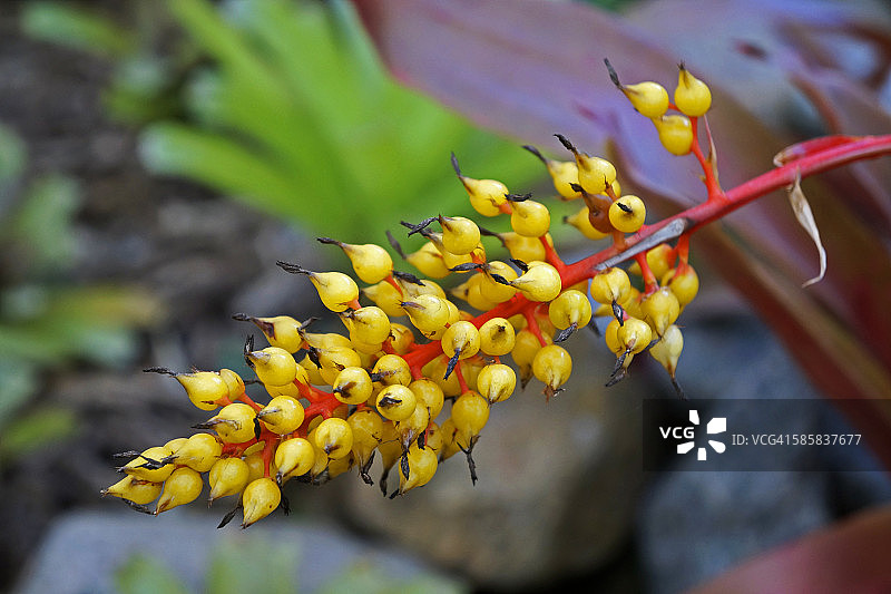 凤梨果实图片素材