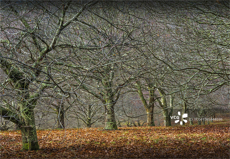 冬季栗树果园，澳大利亚维多利亚州马其顿山脉图片素材