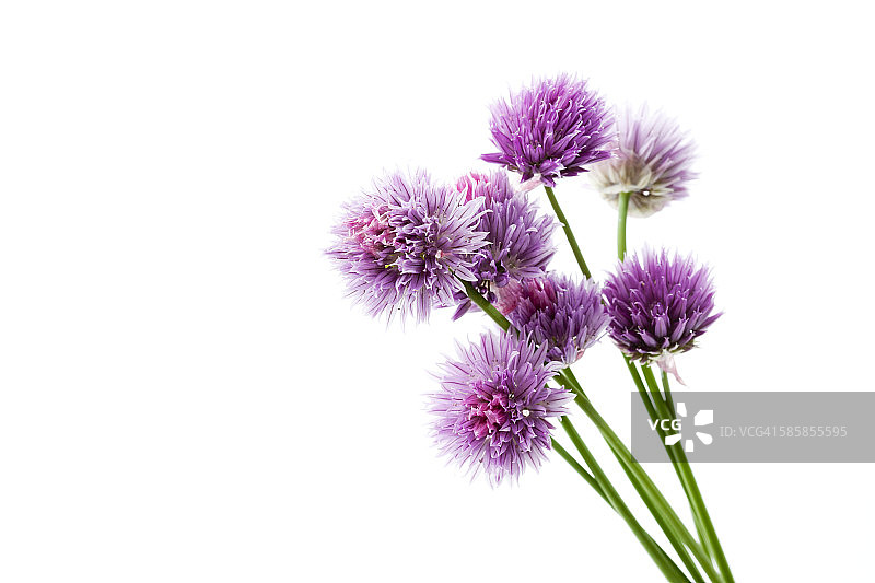 盛开的韭菜图片素材