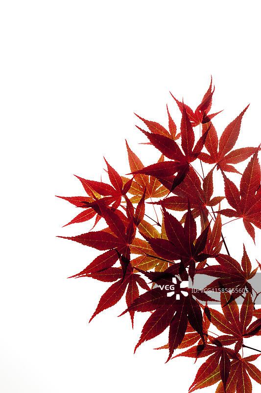 红色日本枫树，鸡爪槭树枝和树叶图片素材