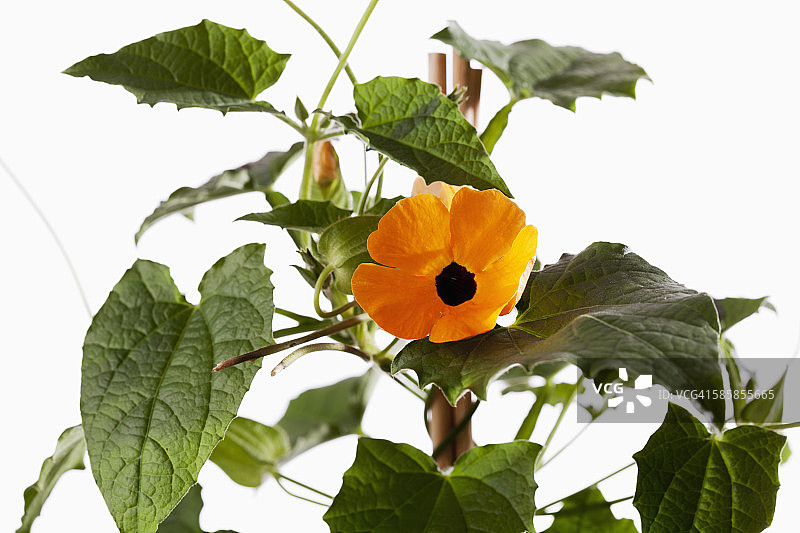 黑眼苏珊藤图片素材