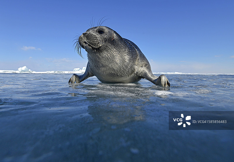 俄罗斯贝加尔湖：冰窟窿里的贝加尔海豹图片素材