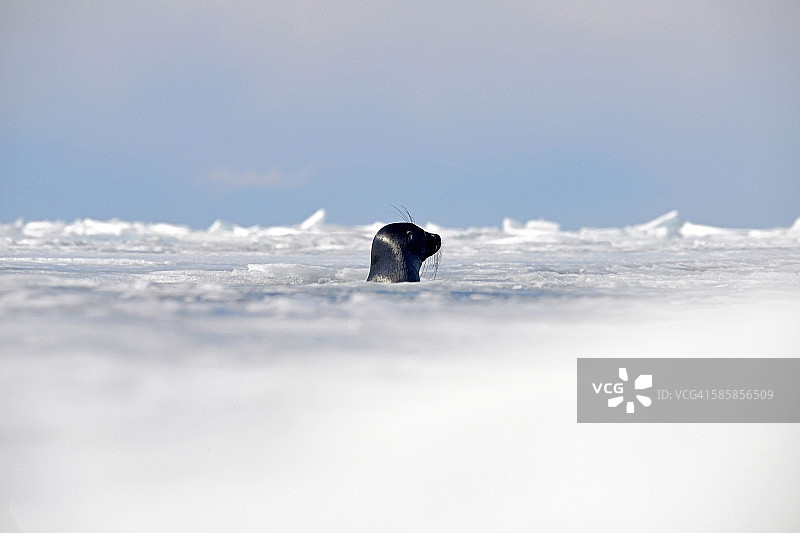 俄罗斯贝加尔湖冰洞中探出头部的贝加尔海豹图片素材
