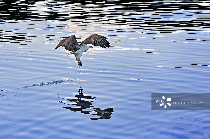 亚洲，印度尼西亚，西巴布亚省，拉贾安帕群岛，白腹海雕，飞翔图片素材