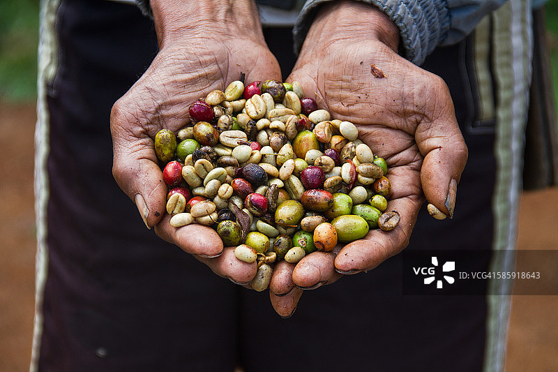印度尼西亚：手持新鲜阿拉比卡咖啡豆的男人图片素材