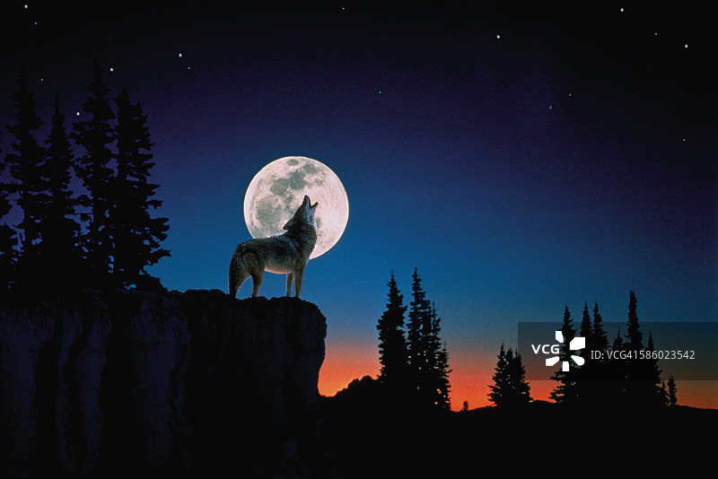 对着月亮嚎叫的狼图片素材