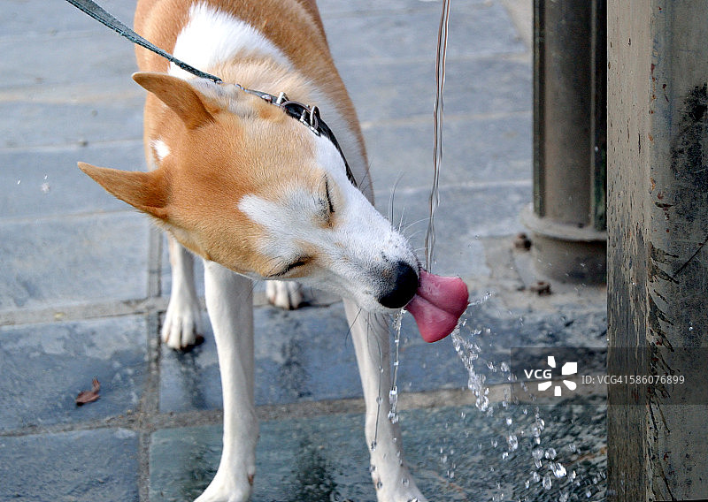 狗狗喝水图片素材