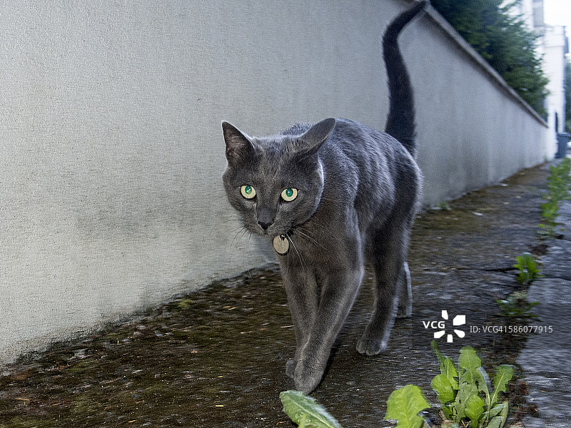 猫咪走路图片素材