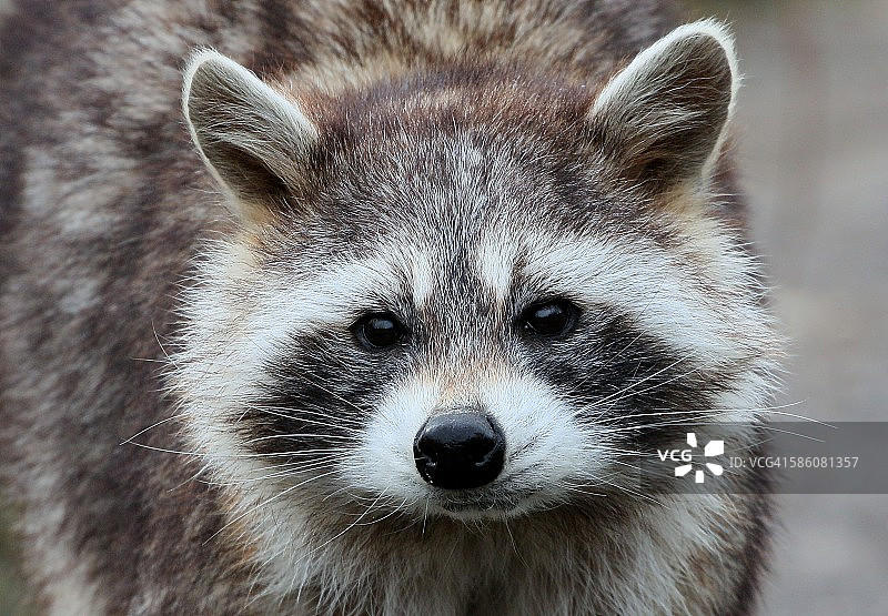 北美浣熊肖像图片素材