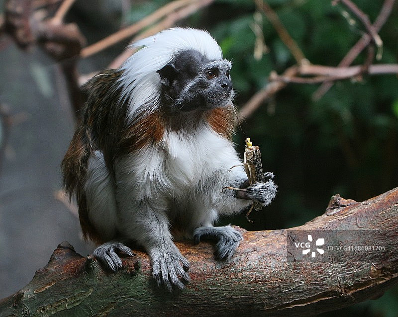 罗望子小吃图片素材