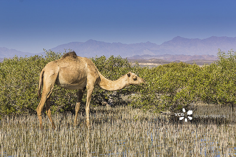 沙漠中吃红树叶的骆驼图片素材